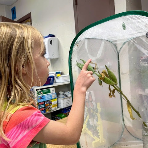 Butterfly hatching/life cycle